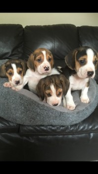 Home raised Beagle Puppies