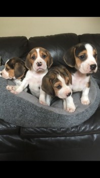 Home raised Beagle Puppies