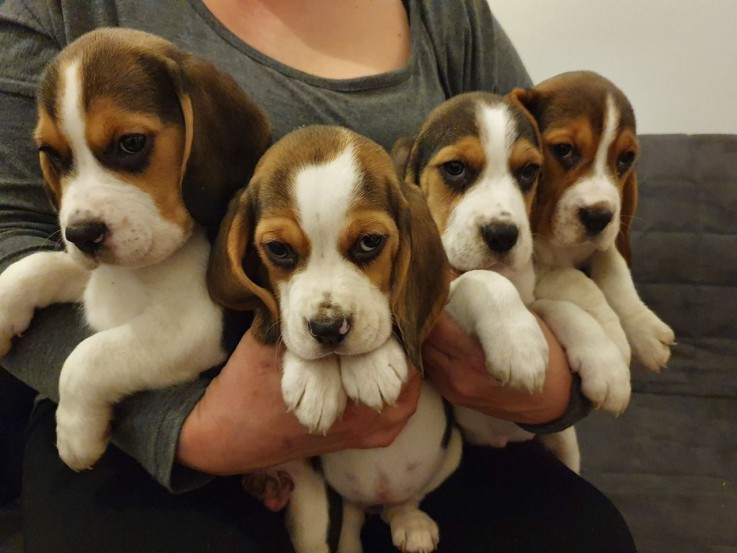 Home raised Beagle Puppies