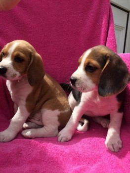 Home raised Beagle Puppies