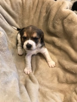 Home raised Beagle Puppies