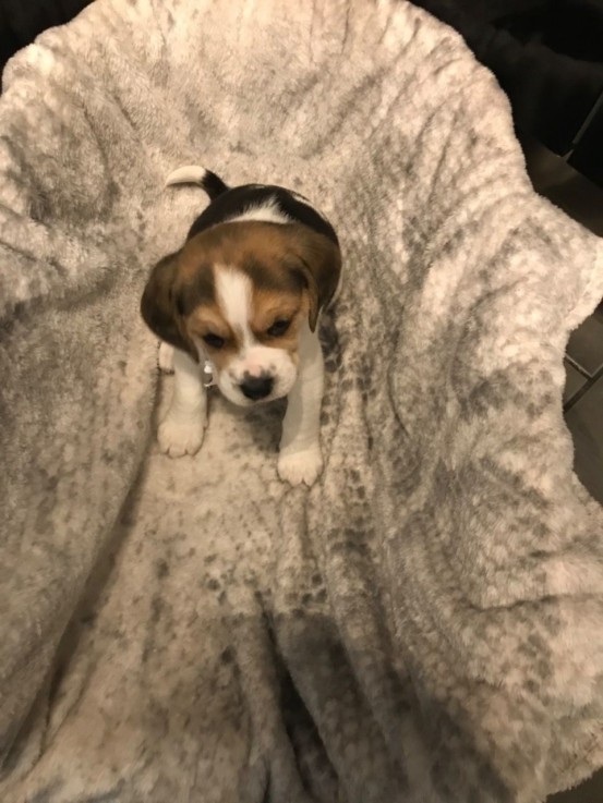 Home raised Beagle Puppies