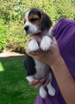 Home raised Beagle Puppies