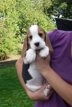 Home raised Beagle Puppies