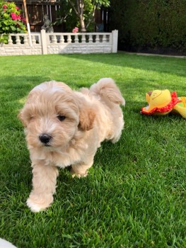 Maltipoo Puppies for Adoption