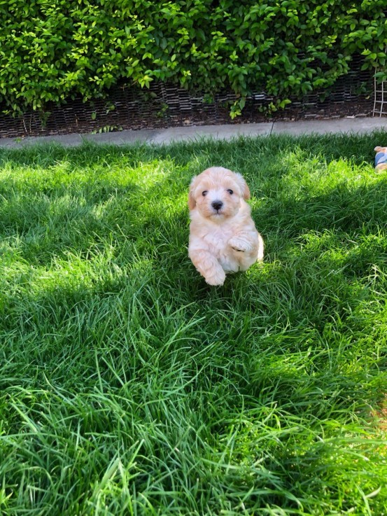 Maltipoo Puppies for Adoption