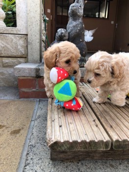 Maltipoo Puppies for Adoption