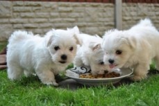 Maltese Puppies Seek Loving Home