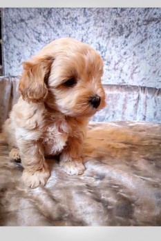 Maltipoo Puppies for Adoption