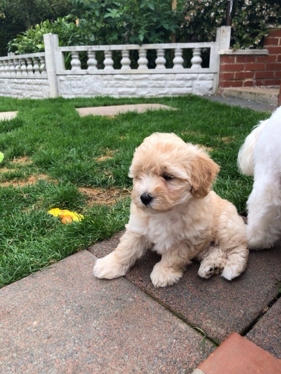 Maltipoo Puppies for Adoption