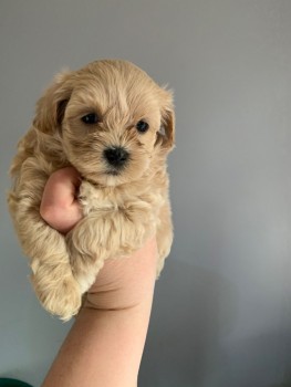 Maltipoo Puppies for Adoption