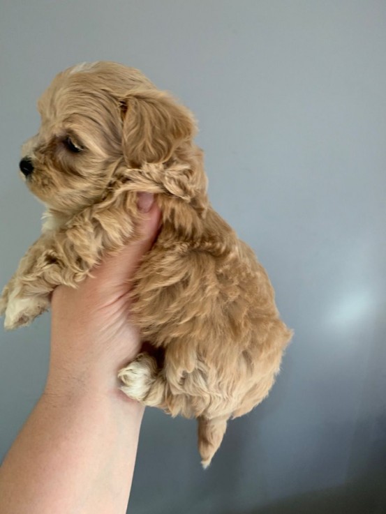 Maltipoo Puppies for Adoption