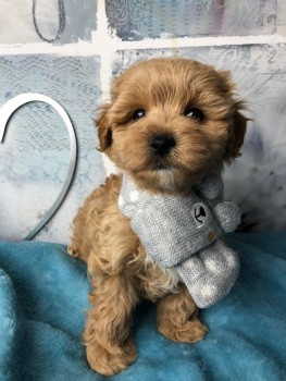 Maltipoo Puppies for Adoption