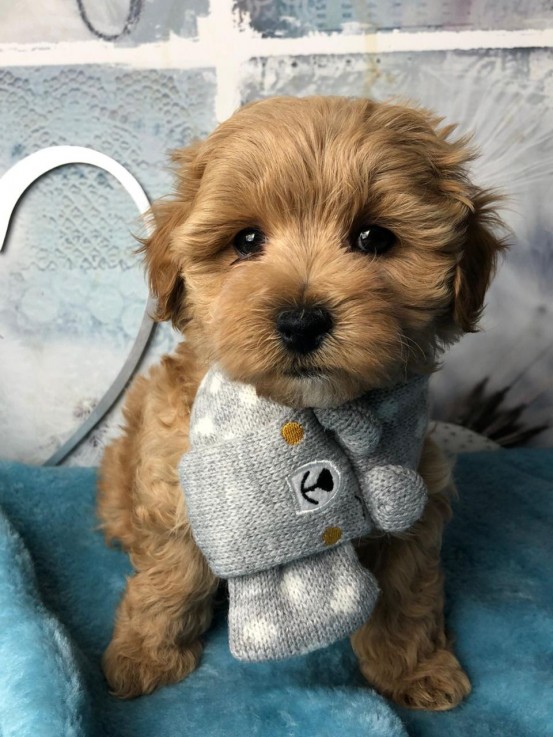 Maltipoo Puppies for Adoption