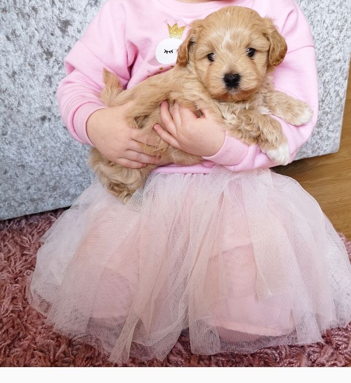 Maltipoo Puppies for Adoption