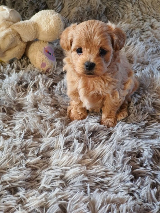 Maltipoo Puppies for Adoption