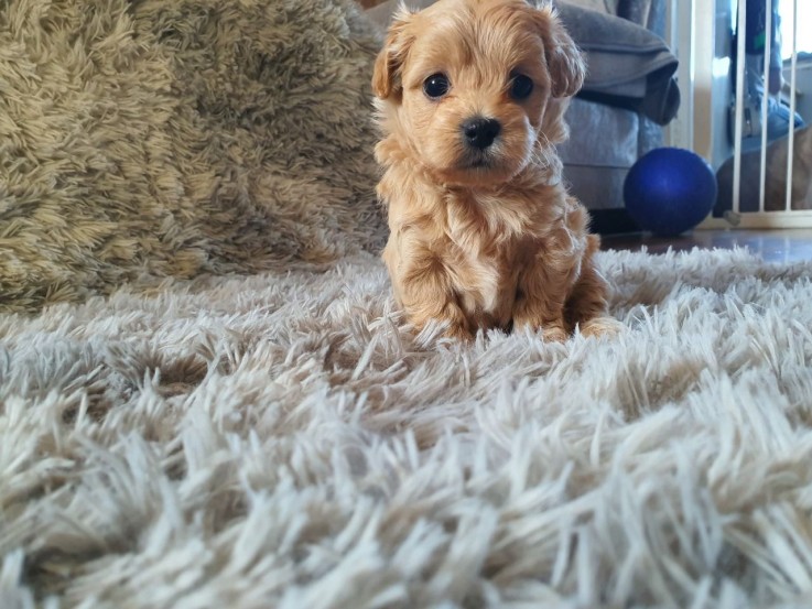 Maltipoo Puppies for Adoption