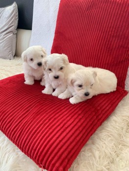 Maltipoo Puppies for Adoption