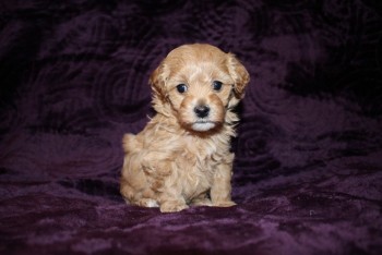 Maltipoo Puppies for Adoption