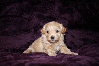 Maltipoo Puppies for Adoption