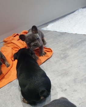 Smart French Bulldog Puppies