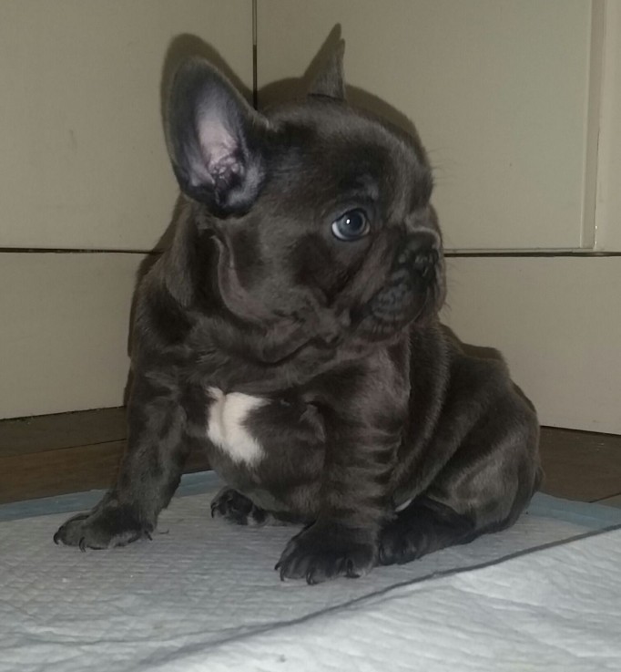 Smart French Bulldog Puppies