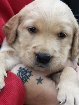 Awesome Golden Retrievers Puppies