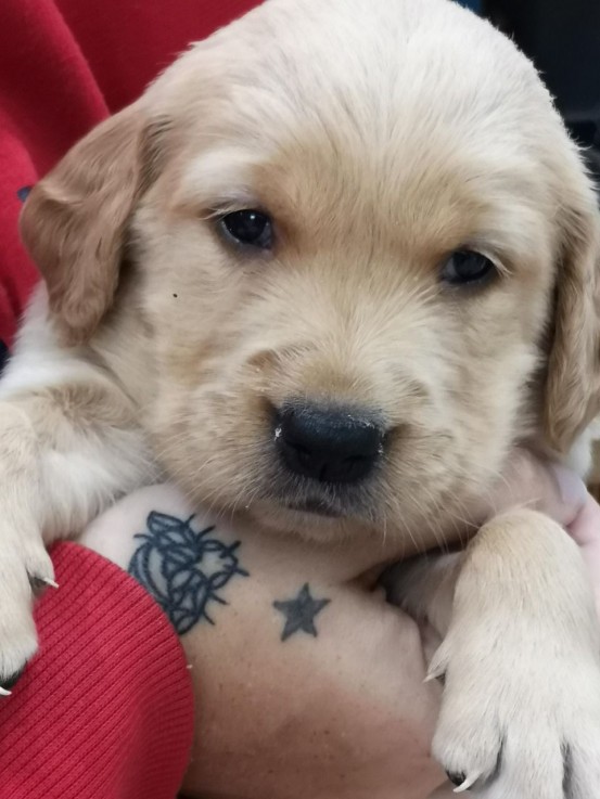 Awesome Golden Retrievers Puppies