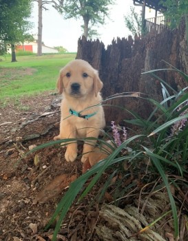 Awesome Golden Retrievers Puppies