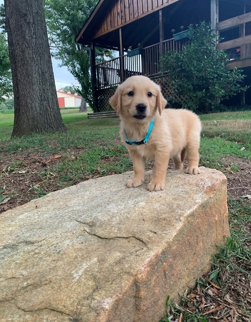 Awesome Golden Retrievers Puppies