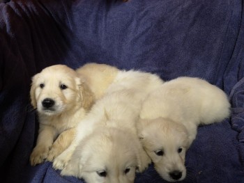 Awesome Golden Retrievers Puppies