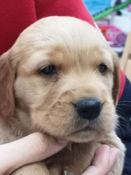 Awesome Golden Retrievers Puppies