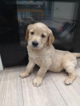 Awesome Golden Retrievers Puppies