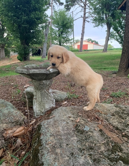 Awesome Golden Retrievers Puppies