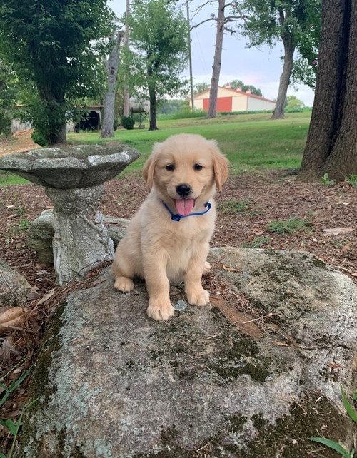 Awesome Golden Retrievers Puppies