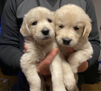 Awesome Golden Retrievers Puppies