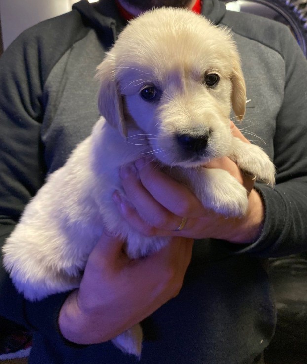 Awesome Golden Retrievers Puppies