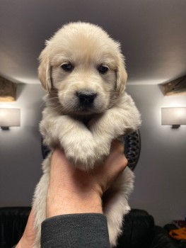 Awesome Golden Retrievers Puppies