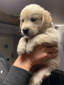 Awesome Golden Retrievers Puppies