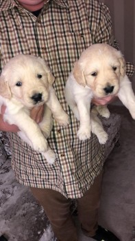 Awesome Golden Retrievers Puppies