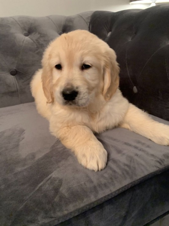 Awesome Golden Retrievers Puppies