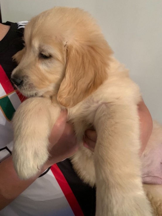 Awesome Golden Retrievers Puppies