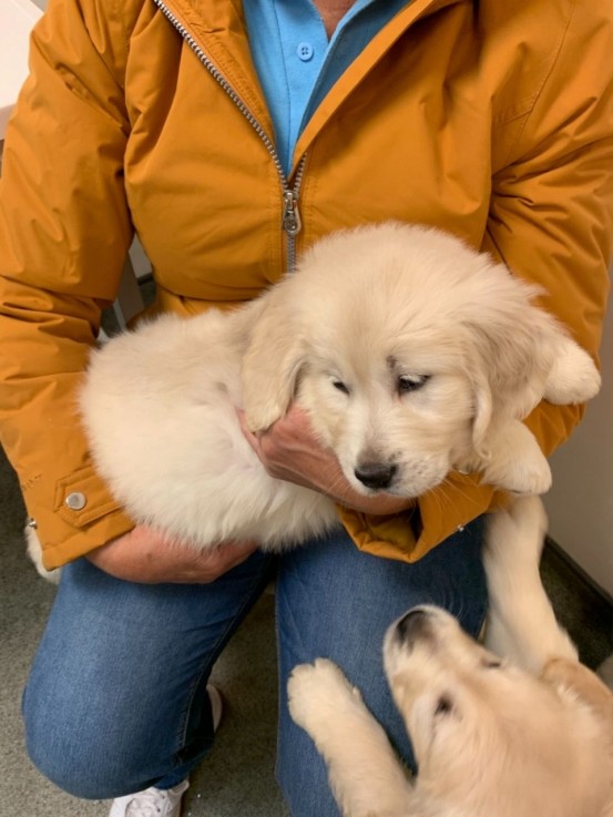 Awesome Golden Retrievers Puppies