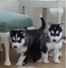 playful siberian husky puppies