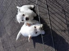 west highland white Terrier Puppies