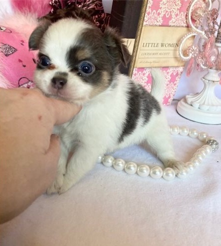 Chihuahua Puppies available