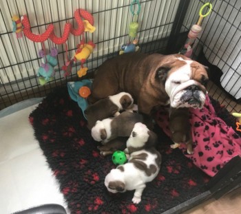 English Bull Dog For Sale