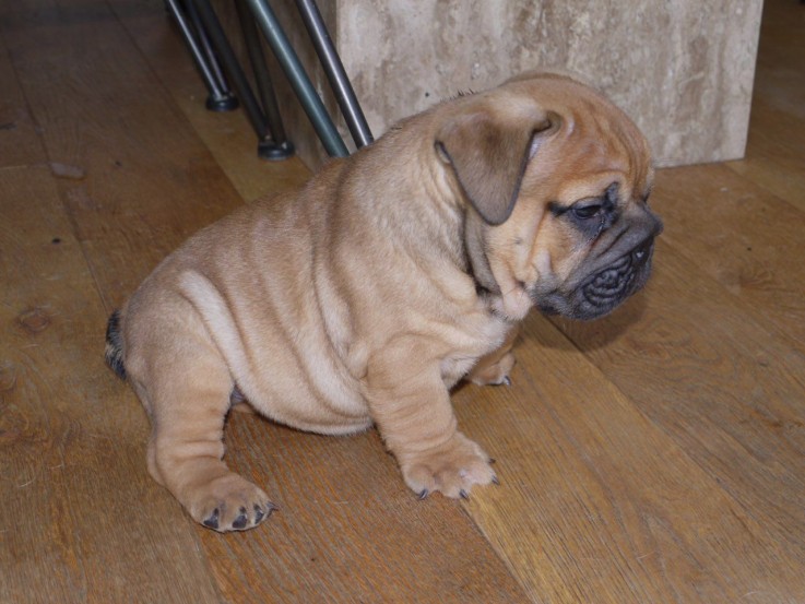 English Bull Dog For Sale