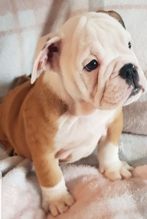 English Bull dog for Sale