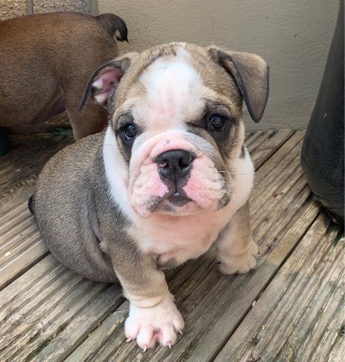 English Bull dog for Sale